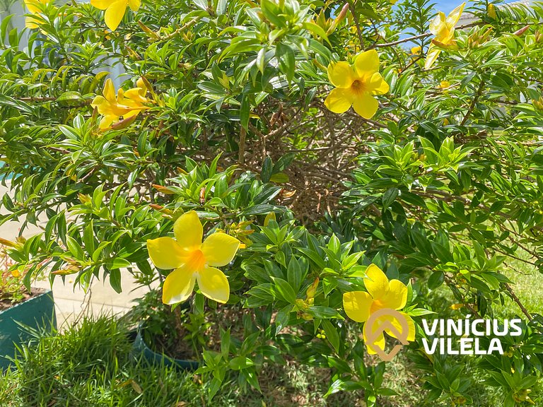 Casa toda climatizada com 2 suítes, gourmet privativo e inte